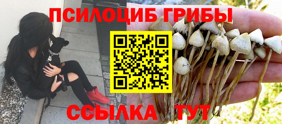 Псилоцибиновые грибы прущие грибы Сокол